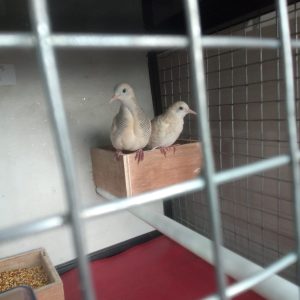 Perkutut Udan Mas x Silver