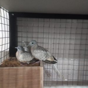 Perkutut Golden x Golden