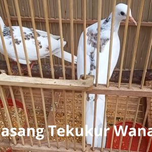 Tekukur Warna BS