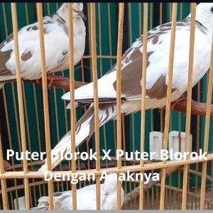 Puter Blorok X Puter Blorok