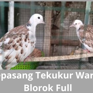 Tekukur Warna Blorok