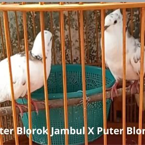 Puter Blorok Jambu X Puter Blorok