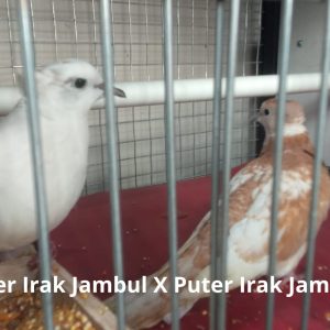 Perkutut Irak Jambul X Puter Irak Jambul