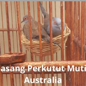 Perkutut Mutiara Australia