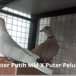 Puter Putih MM X Puter Pelung