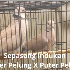 Puter Pelung x Puter Pelung