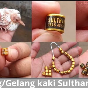 Ring/Gelang Kaki Sulthan BF