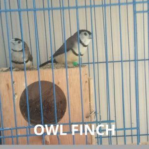 Owl Finch