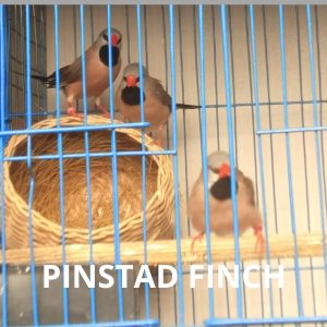 Pinstad Finch