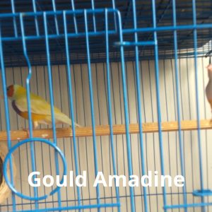 Gould Amadine