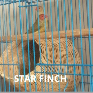 Star Finch