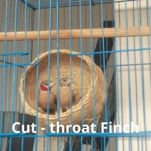 Cut - Throat Finch