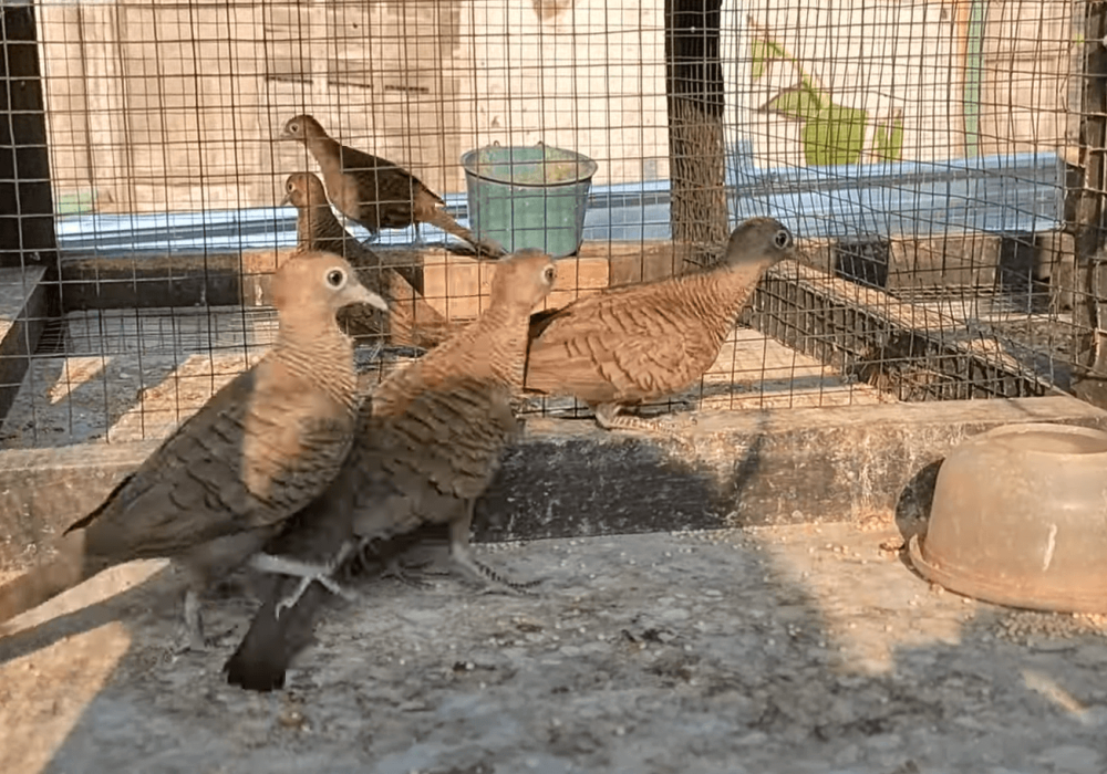 CARA-TERNAK-BURUNG-PERKUTUT-UNTUK-PEMULA-1